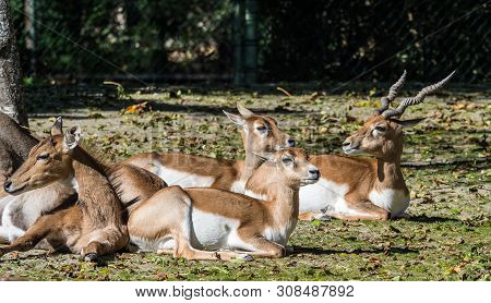 Indian Blackbuck, Antelope Cervicapra Or Indian Antelope. The Blackbuck Inhabits Grassy Plains And S