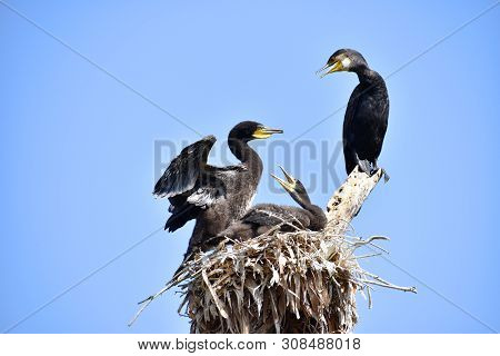 Indian Cormorant Or Indian Shag, Phalacrocorax Fuscicollis, Hyderabad, Telanagana India