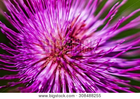 A Detail Of A Melancholy Thistle Flower From Above. The Flowers Are Not Too Beautiful, Bur From A Di