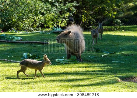 The Capybara, Hydrochoerus Hydrochaeris Is A Mammal Native To South America. It Is The Largest Livin