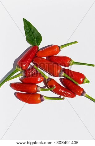 Red Pepper Very Hot- The Scoville Scale