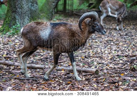 The European Mouflon, Ovis Orientalis Musimon Is The Westernmost And Smallest Sub-species Of Mouflon
