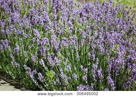 Amazing Views Of The Vineyards And Mountains Of Crimea And Flowering Lavender. Beautiful Landscape O