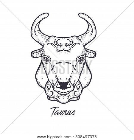 Taurus Zodiac Constellation. The Symbol Of The Astrological Horoscope.