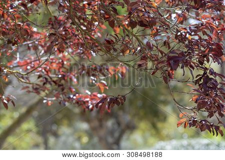 Coast Coral Tree Erythrina Caffra With Warm Red To Scarlet-coloured Flowers