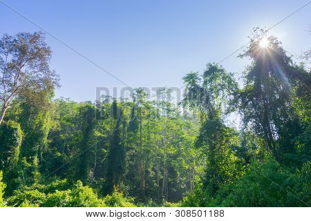 Rainforest Landscape With Lensflare As Sun Breaks Through Between Lush Foliage In Danum Valley, Saba