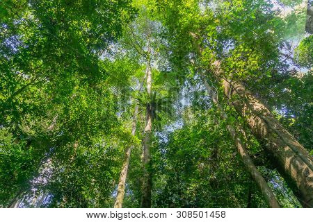 Rainforest Canopy With Birds Nest Fern  As Sun Breaks Through Between Lush Foliage And Tree Trunks I