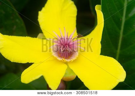 Dillinea Excelsa Flower Close Up By River At Sukau, Sabah. Bright Pink And Yellow Blossom Local Name