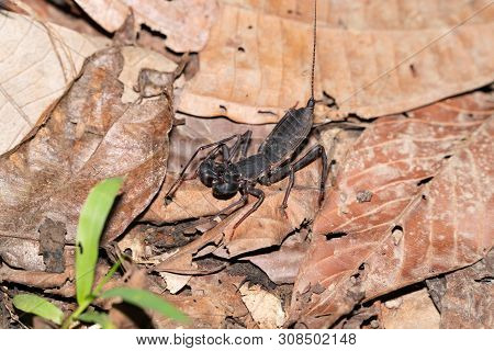 Ugly Black Whip Scorpion On Forest Floor In Borneo