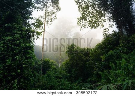 Dense Tropical Jungle In Morning Light And Fog, Danum Valley Sabah Borneo.