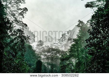 Dense Tropical Jungle In Morning Light And Fog, Danum Valley Sabah Borneo.