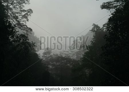 Dense Tropical Jungle In Morning Light And Fog, Danum Valley Sabah Borneo.