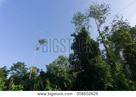 Dense Tropical Jungle In Morning Light And Fog, Danum Valley Sabah Borneo.