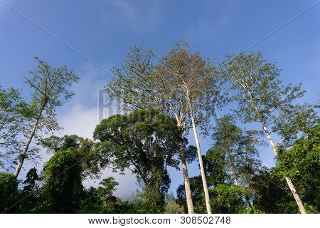 Blue Sky Through Dense Tropical Jungle In Morning Light And Fog, Danum Valley Sabah Borneo.
