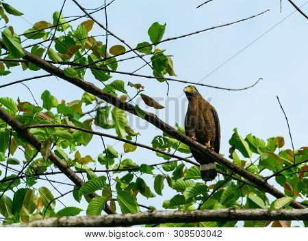 Serpent Eagle On Branch Against Blue Sky In Bukit Piton Sabah, Borneo Malaysia