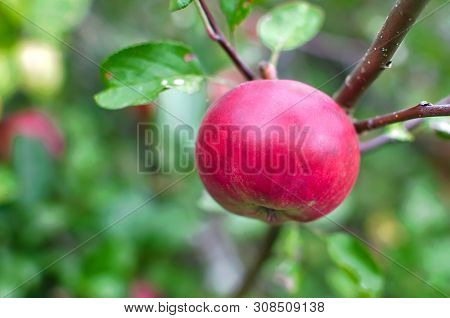 Fresh Red Apples On Apple Tree Branch. Red Apples On Apple Tree Branch
