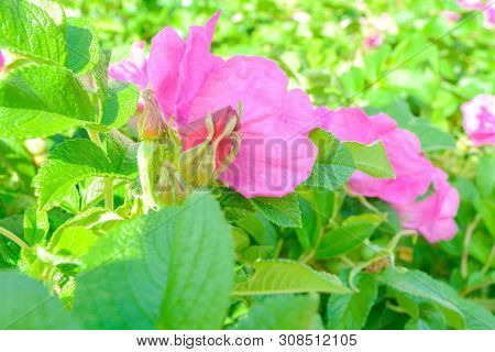 Closeup Of Pink Dogrose Or Briar Flower With Soft Focus. Macro View Of Flowering Rose Hips Of Briar 