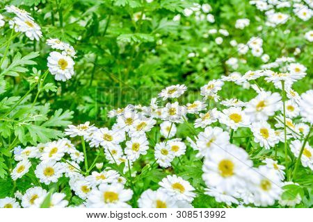 White And Yellow Flowers Of Feverfew Pyrethrum Or Tanacetum Corymbosum Or Chrysanthemum Parthenium C