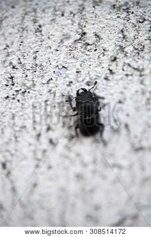 Black Beetle Crawls On Stone Wall, Macro Photo