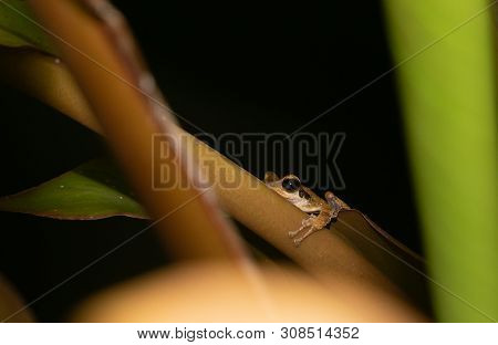 Tree Frog On Water Plant
