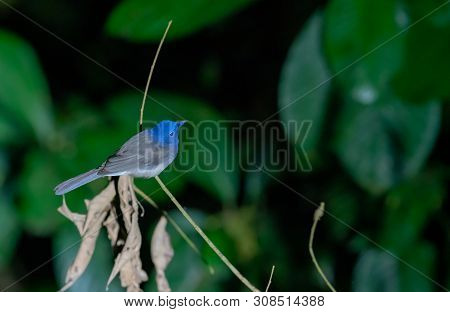 Black-naped Monarch Bird Roosting At Night In Tropical Rain-forest