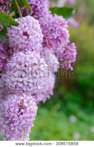 Lilac Shrub Flowers Blooming In Spring Garden. Common Lilac Syringa Vulgaris Bush. Close-up With Sof
