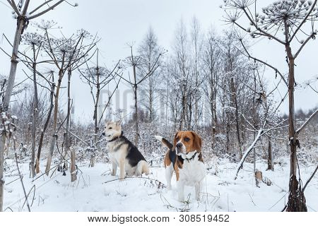 Two Dogs Walking On Winter Meadow In Snow