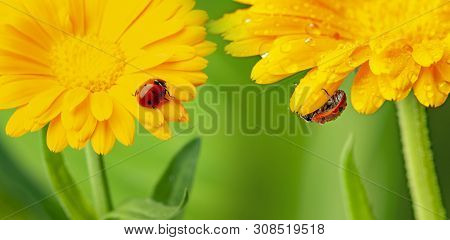 Seven-spot Ladybird, Coccinella Septempunctata On A Flower