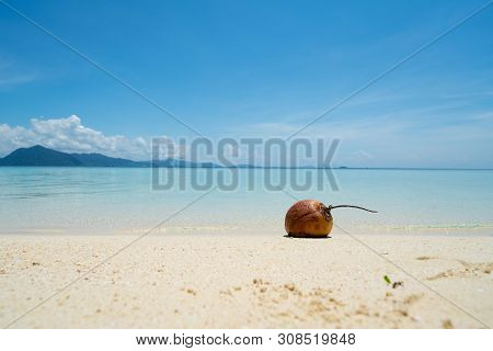 Single Coconut Washed Up On Pristine Coral Sand Beach On Small Island Off Coast Of Sabah Borneo.