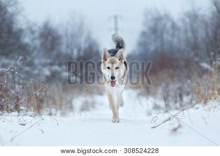 Stray Dog That Lives On The Street. Mongrel In The Snow