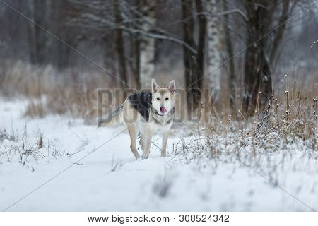 Stray Dog That Lives On The Street. Mongrel In The Snow