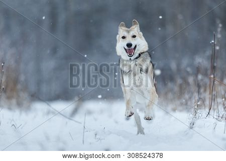 Stray Dog That Lives On The Street. Mongrel In The Snow