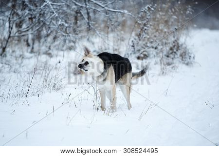 Stray Dog That Lives On The Street. Mongrel In The Snow