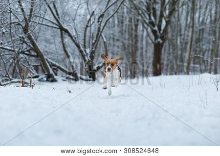 Happy Beagle Dog Running At Field In Winter
