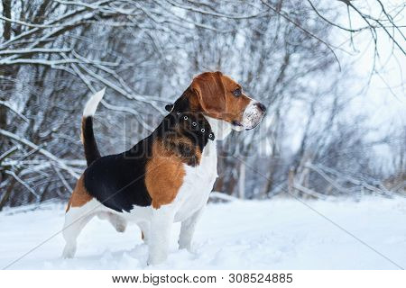 Portrait Of A Beagle Dog In Winter, Cloudy Day