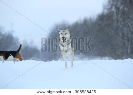 Stray Dog That Lives On The Street. Mongrel In The Snow
