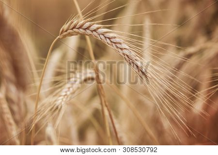 Spelt (triticum Spelta). Cereal. Grain Crop, Species Of The Genus Corn (triticum).