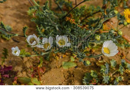 White Flower In The Desert Of The Atlantic Ocean, Morocco, Afrika