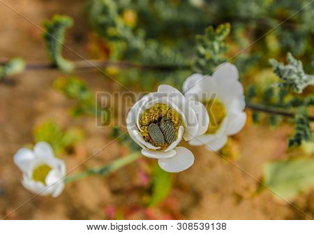 White Flower In The Desert Of The Atlantic Ocean, Morocco, Afrika