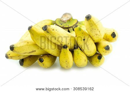Ripe Gros Michel Banana Isolated On White Background, Krua Hom Thong Plants Grown In Thailand