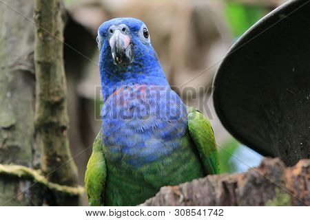 A Blue Headed Parrot Looking Curiously At The Camera
