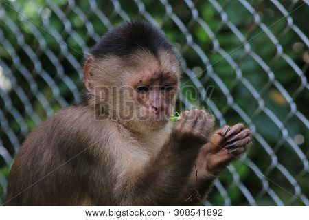 A Grey Capuchin Monkey, Cebus Albifrons Eating A Grasshopper