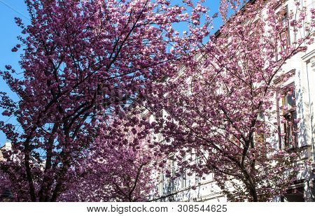 Rows Of Cherry Blossom Trees On Heerstrasse In Bonn, Germany