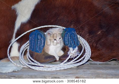 Kitten With Lariat And Cowboy Boots