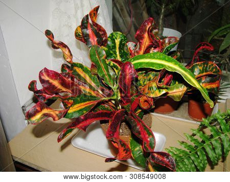 Croton Plant, Multicolor, Close-up In Home Collection