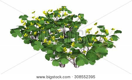 3D Rendering Wood Sorrel Flowers On White