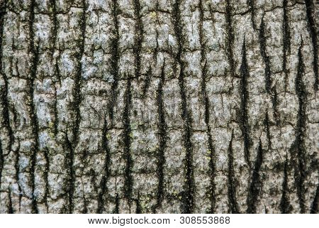 Old Palm Tree Trunk Texture, Closeup. Aged Solid Wood Slat Rustic Shabby Grey Background Of Arecacea