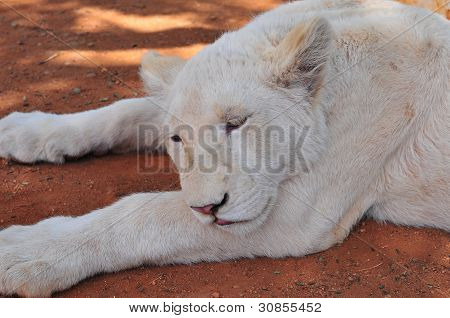 Cachorro de León blanco