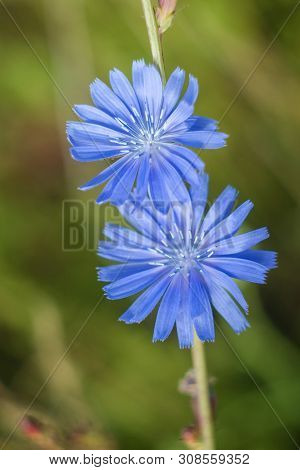 Chicory Flowers On Meadow. Blooming Chicory Flowers On A Green Grass. Meadow With Chicory Flowers. W