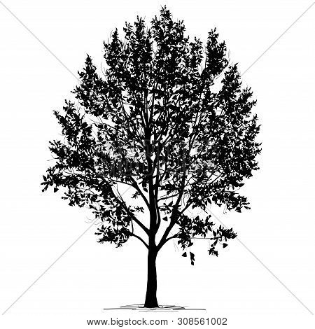 Poplar (populus L.) Silhouette With Foliage, The Black-and-white Vector Image On A White Background
